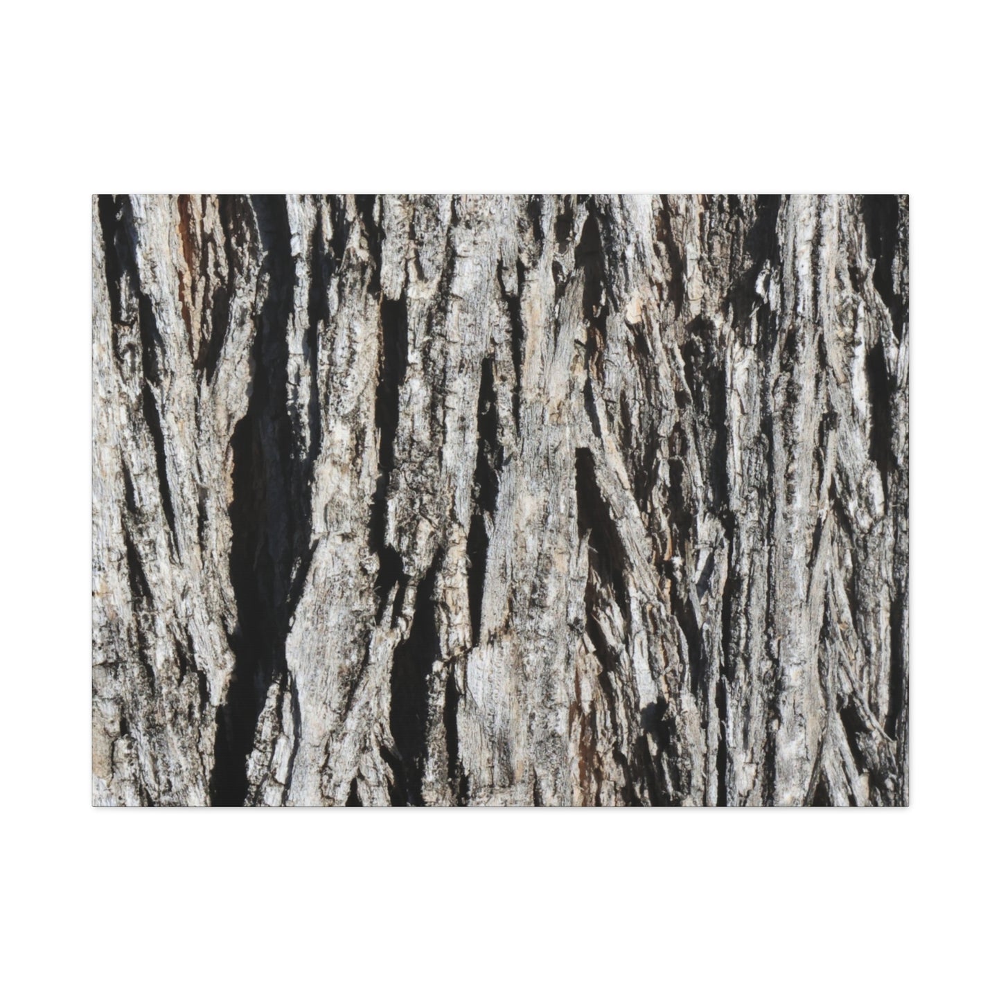 Bark Layers in Monochrome - Unique Frameless Canvas Wall Art - Art By Earth