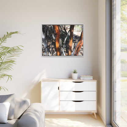 Eucalyptus Grove - Unique Stretched Canvas Wall Art