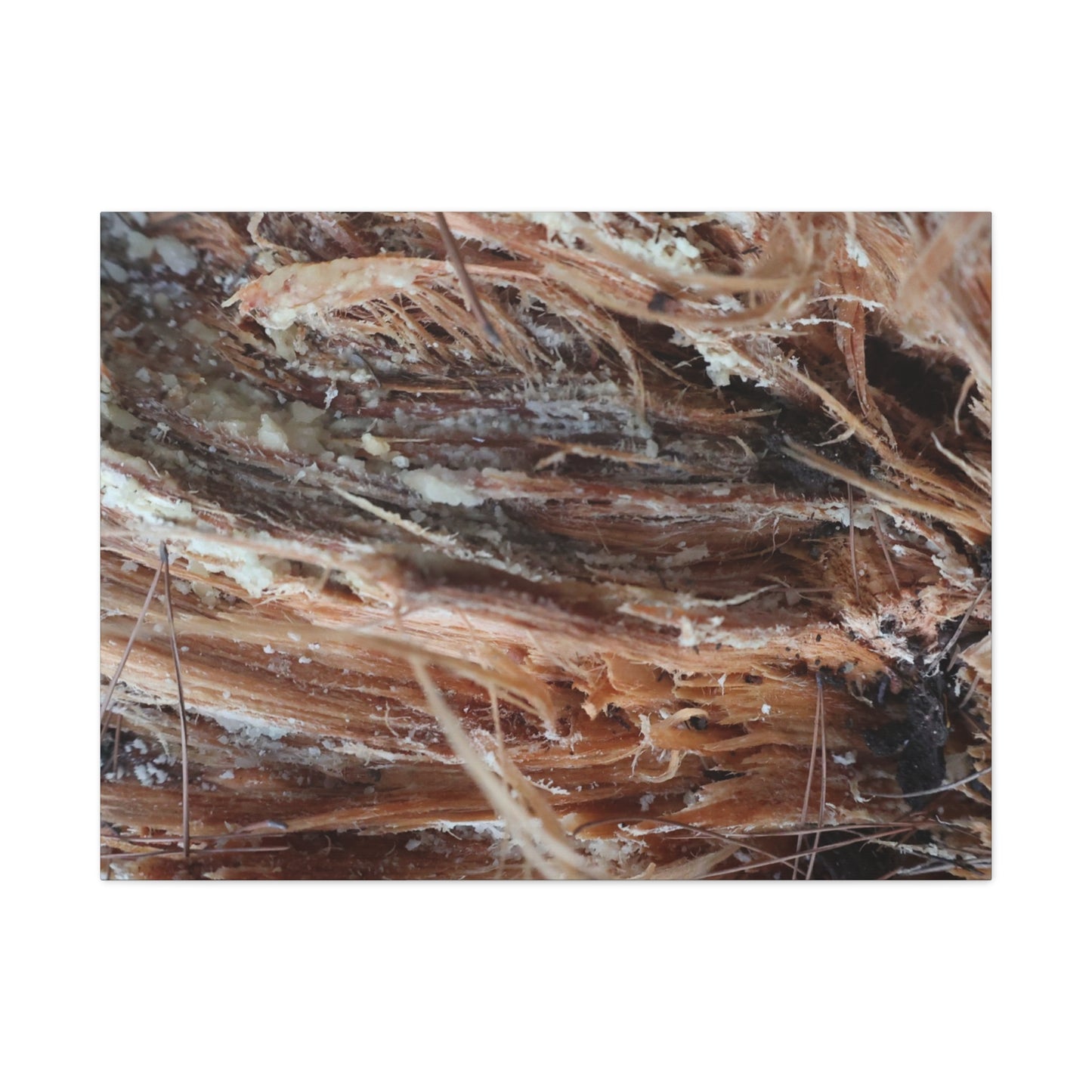 Decaying Whispers - Unique Frameless Canvas Wall Art - Art By Earth