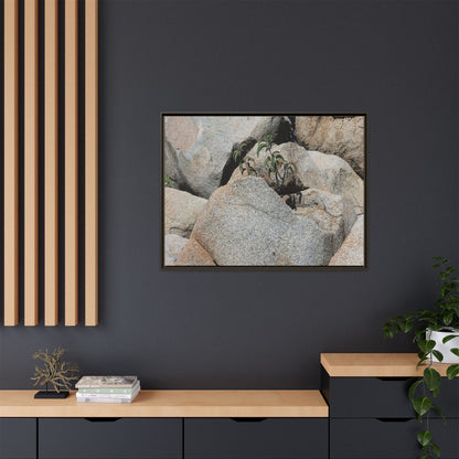 Desert Plant Thriving Among Rocks - Unique Stretched Canvas Wall Art