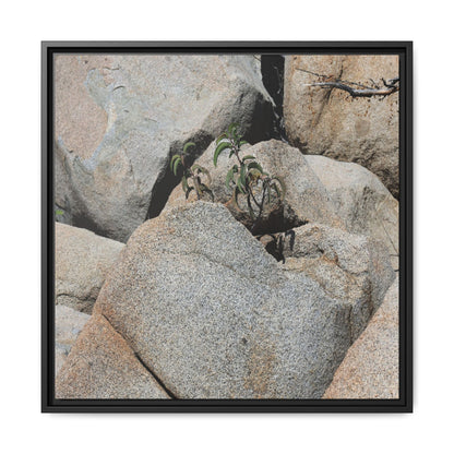 Desert Plant Thriving Among Rocks - Unique Stretched Canvas Wall Art