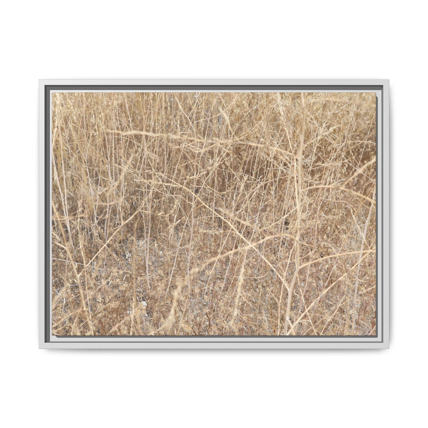 Golden Stalks - Unique Stretched Canvas Wall Art - Art By Earth