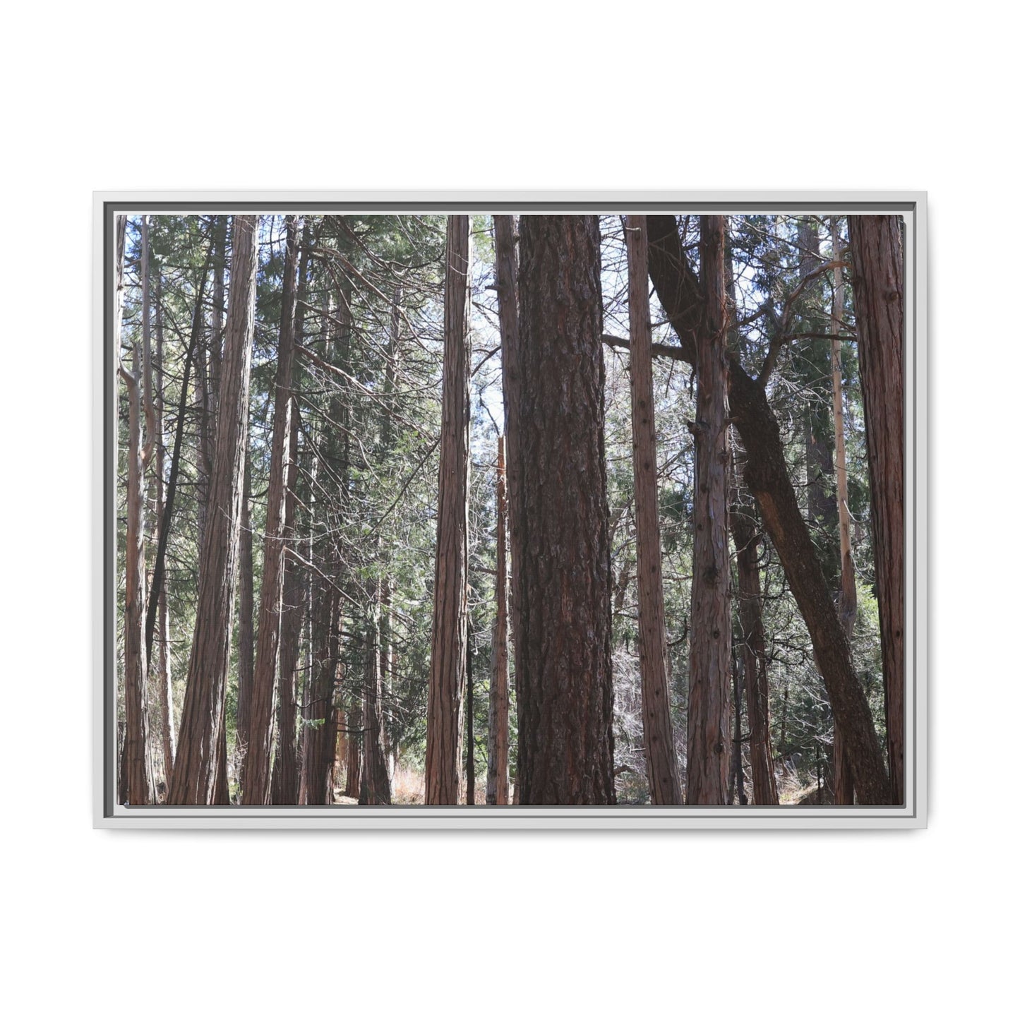 Forest Cathedral - Unique Stretched Canvas Wall Art - Art By Earth