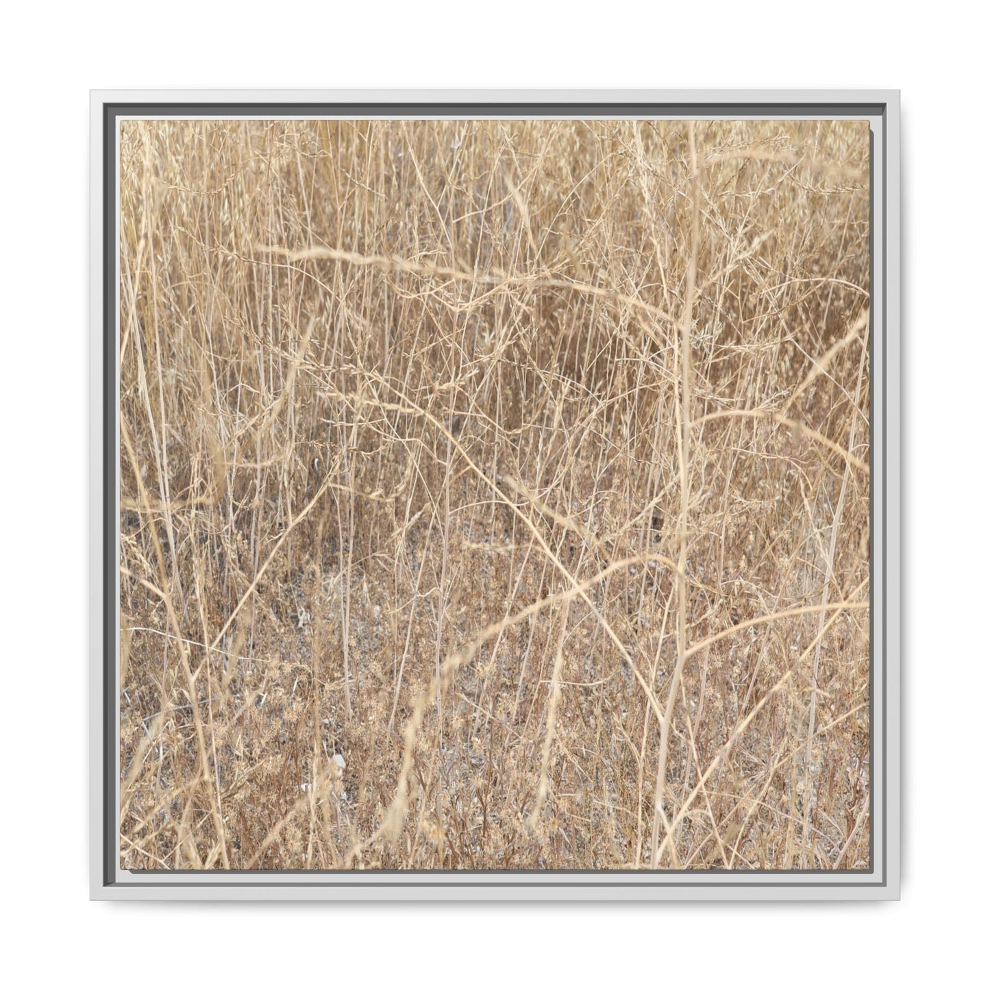 Golden Stalks - Unique Stretched Canvas Wall Art - Art By Earth