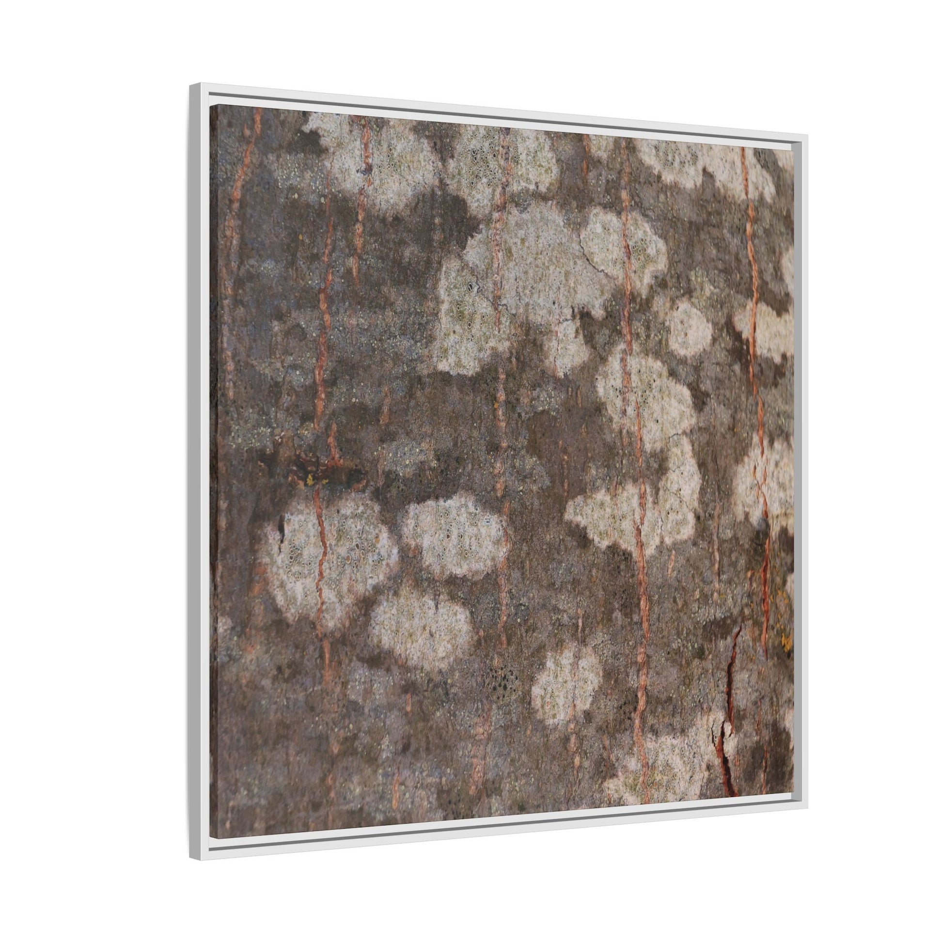 Lichen's Legacy - Unique Stretched Canvas Wall Art - Art By Earth