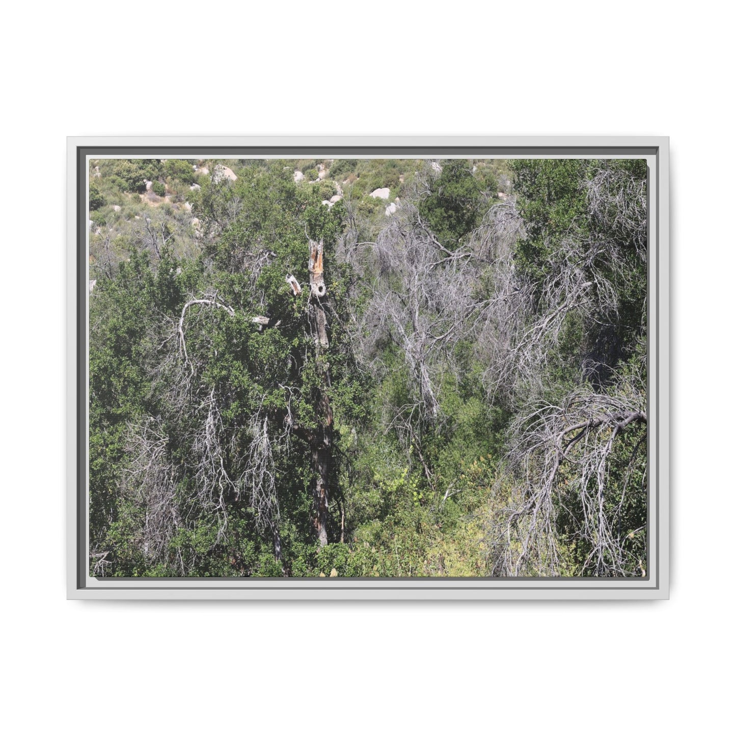 Forest Decline - Unique Stretched Canvas Wall Art