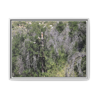 Forest Decline - Unique Stretched Canvas Wall Art