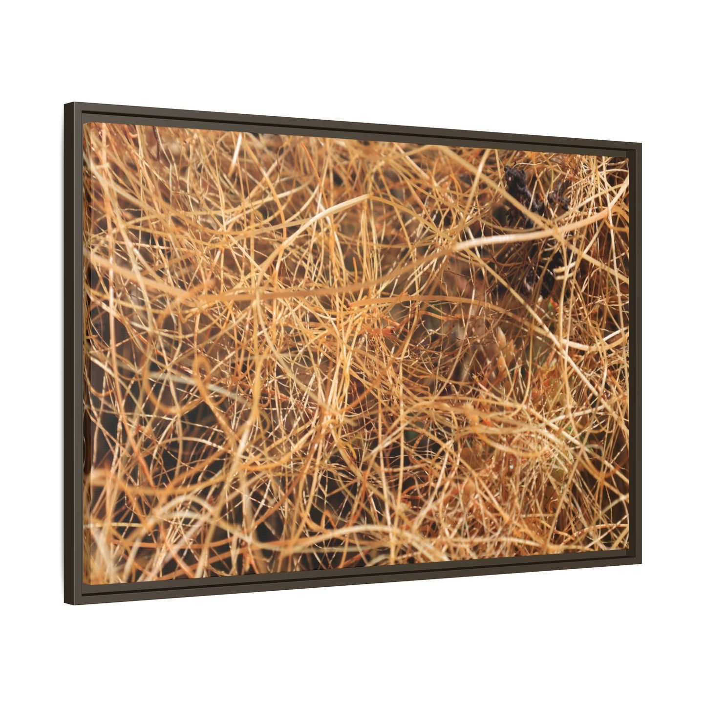 Dried Grass - Unique Stretched Canvas Wall Art - Art By Earth