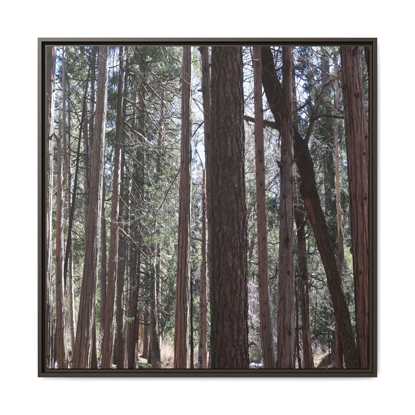 Forest Cathedral - Unique Stretched Canvas Wall Art - Art By Earth