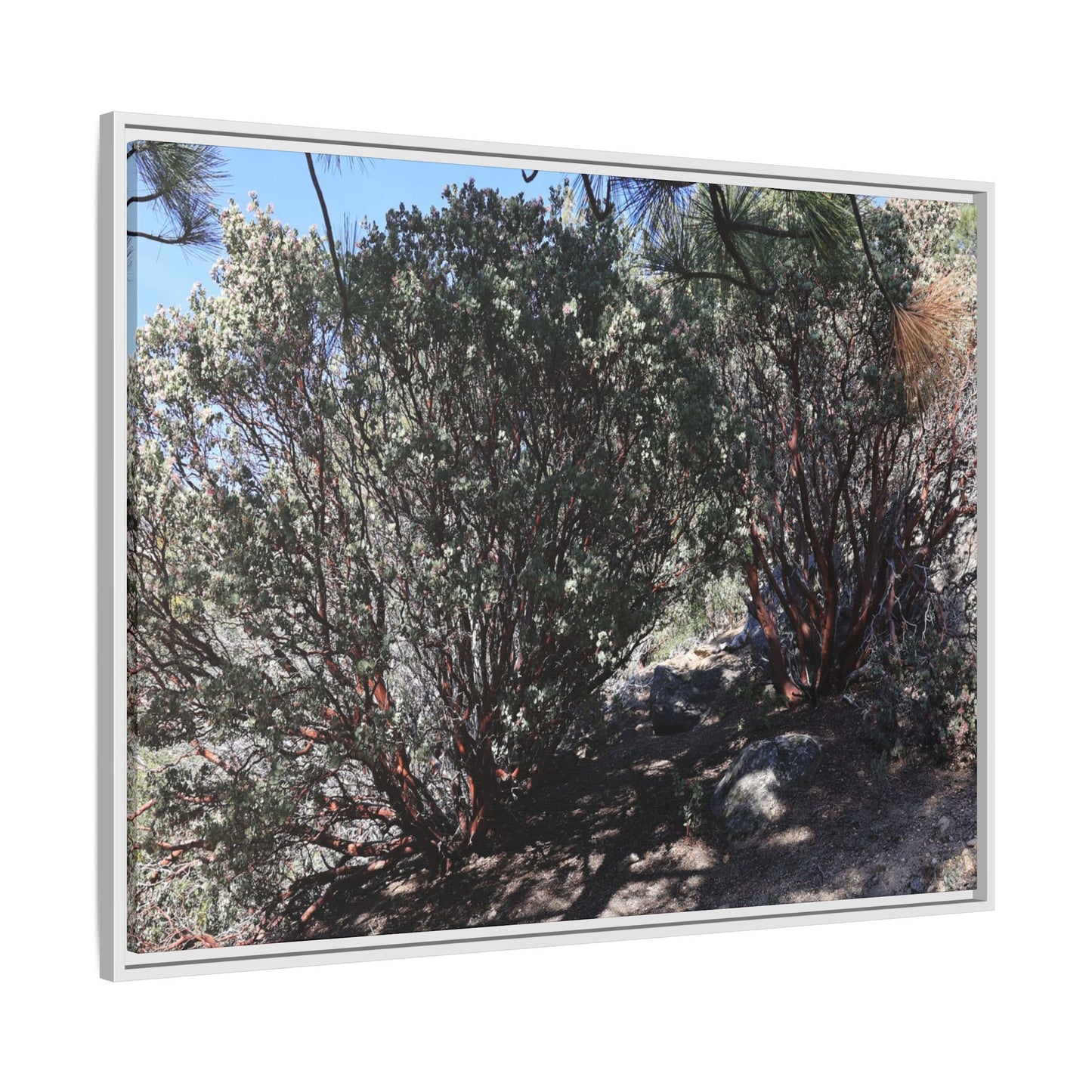 Desert Trail Through Blooming Manzanita - Unique Stretched Canvas Wall Art