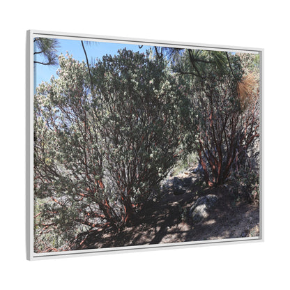 Desert Trail Through Blooming Manzanita - Unique Stretched Canvas Wall Art