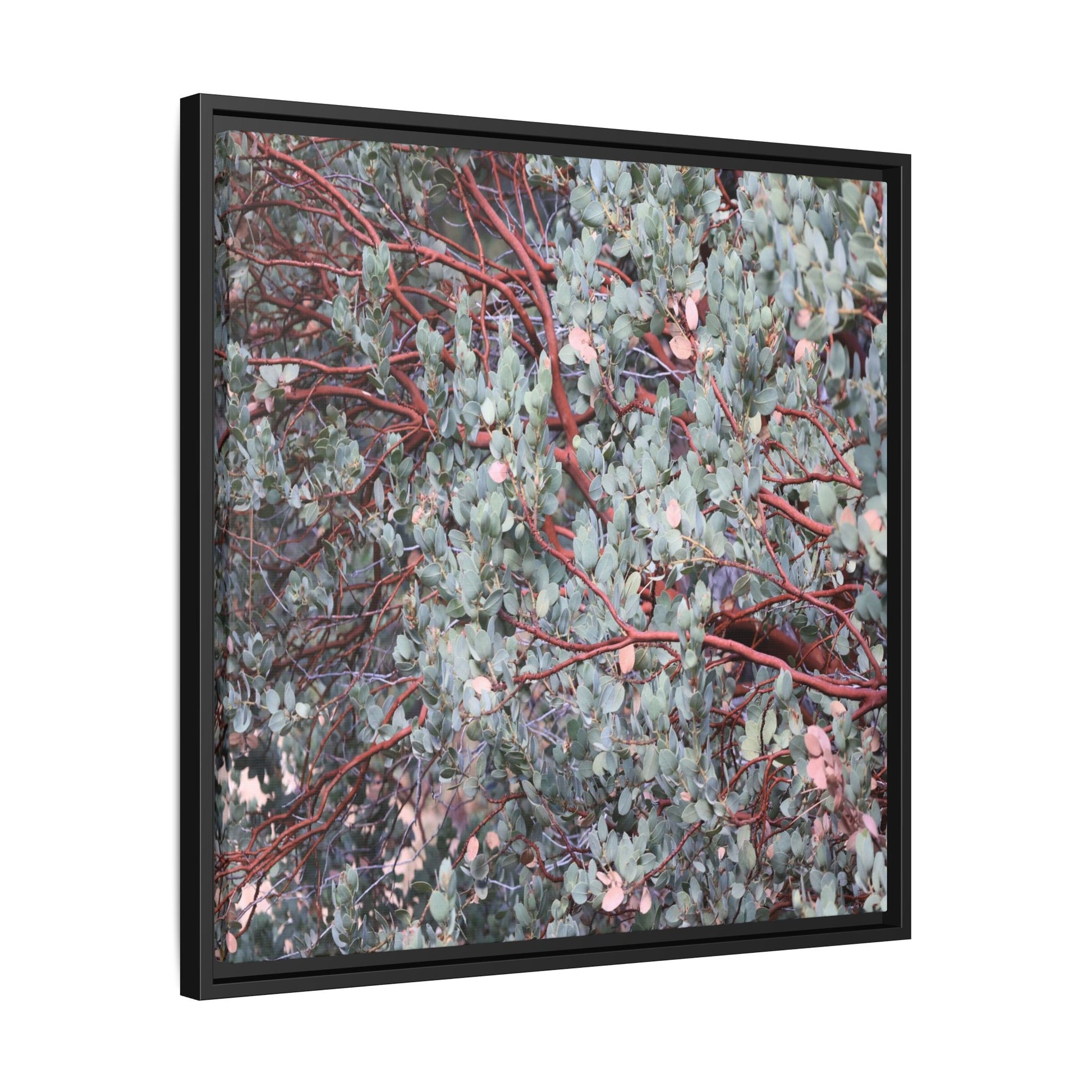 Whispers of Sage - Unique Stretched Canvas Wall Art - Art By Earth