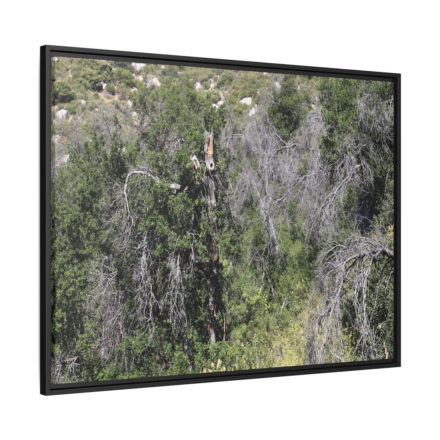 Forest Decline - Unique Stretched Canvas Wall Art