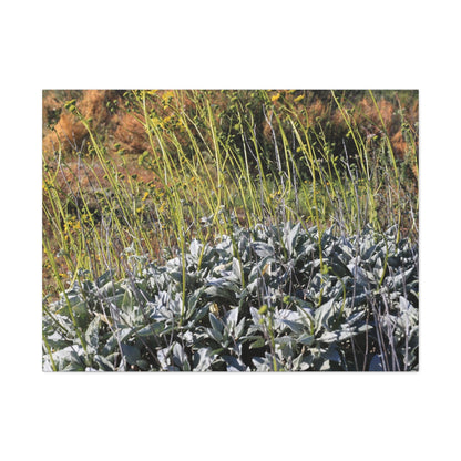 Desert Wildflowers in Bloom - Unique Frameless Canvas Wall Art - Art By Earth
