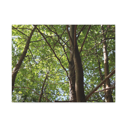 Canopy of Light - Unique Frameless Canvas Wall Art