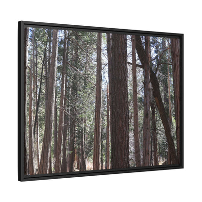 Forest Cathedral - Unique Stretched Canvas Wall Art - Art By Earth