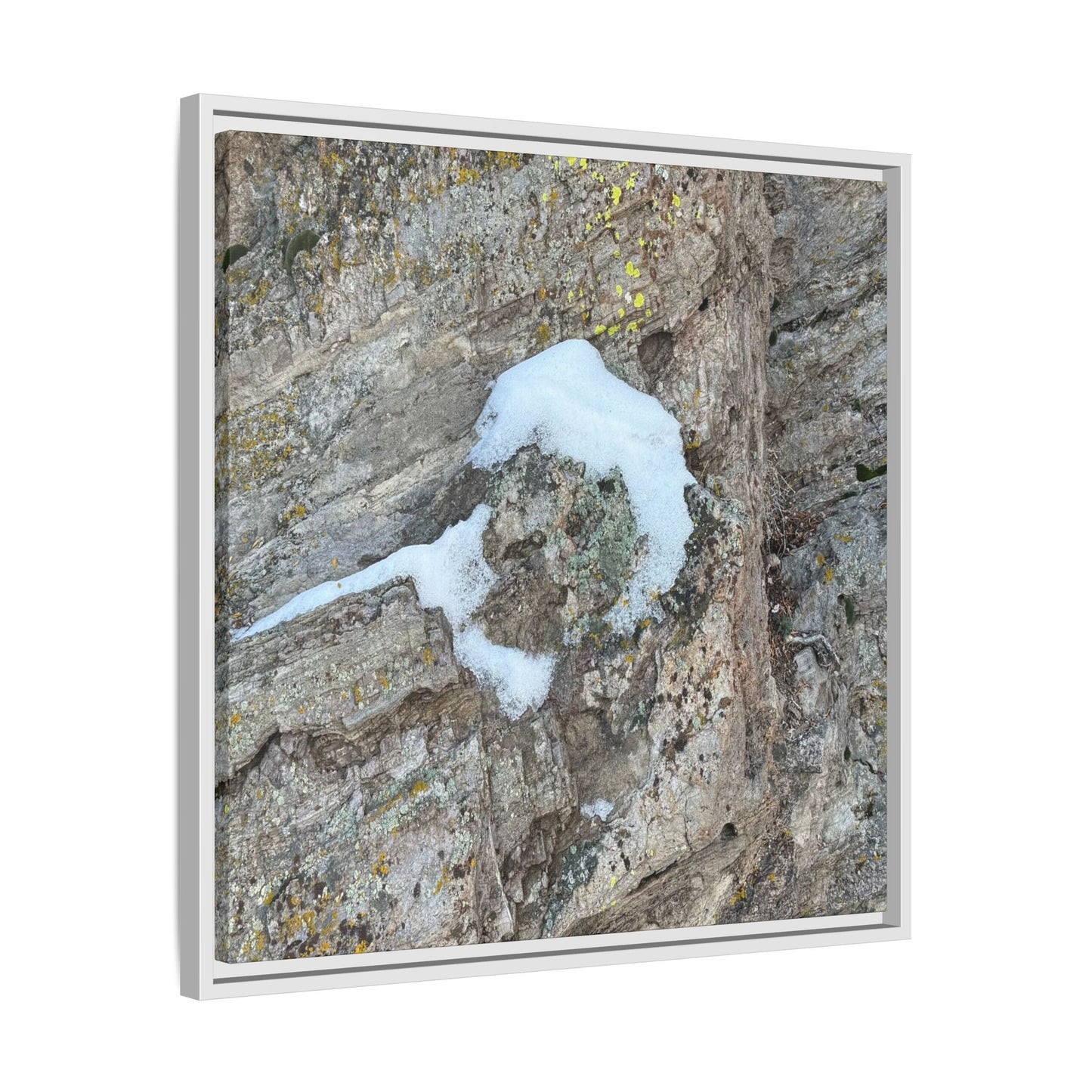 Lichen's Embrace - Unique Stretched Canvas Wall Art