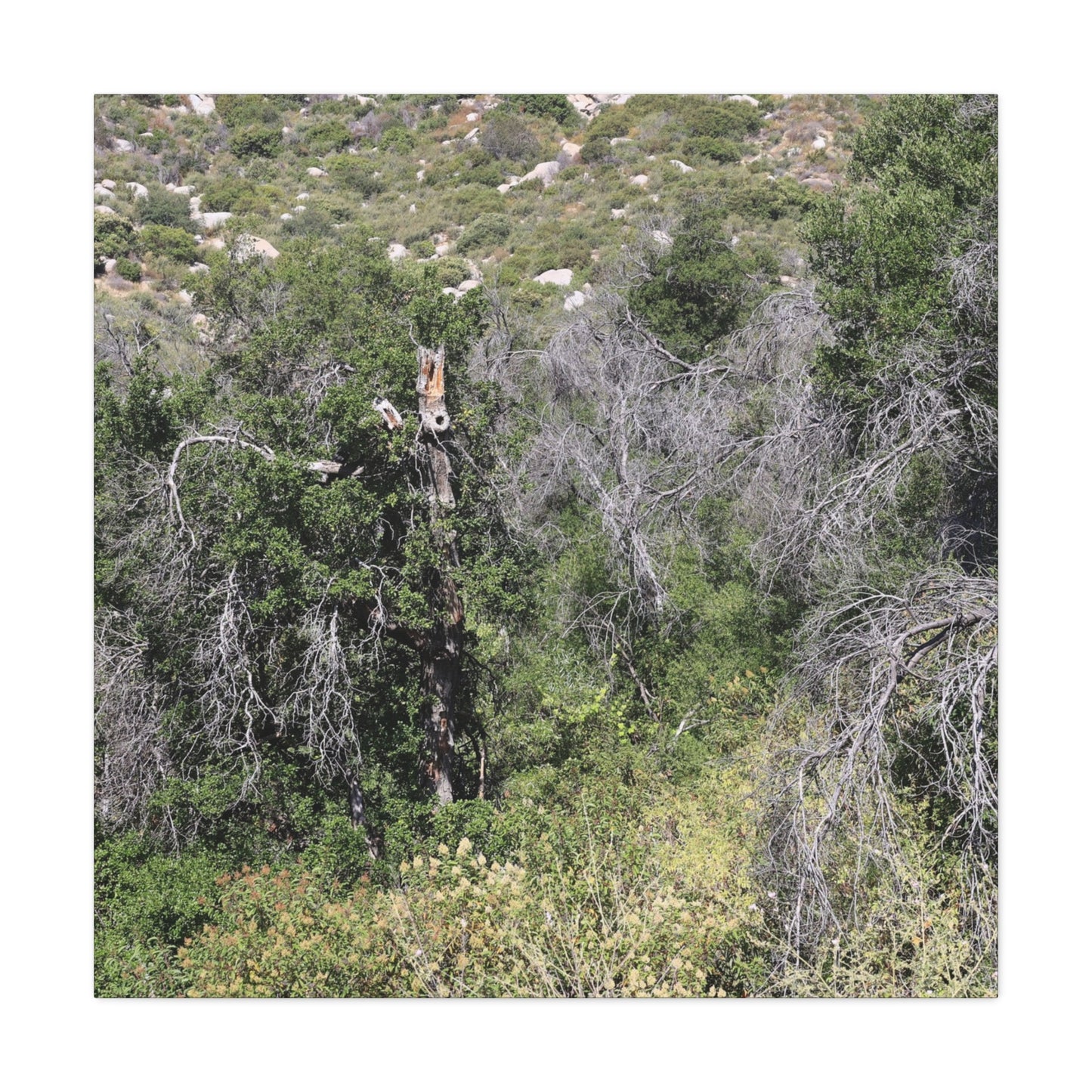 Drought-Stricken Forest - Unique Frameless Canvas Wall Art