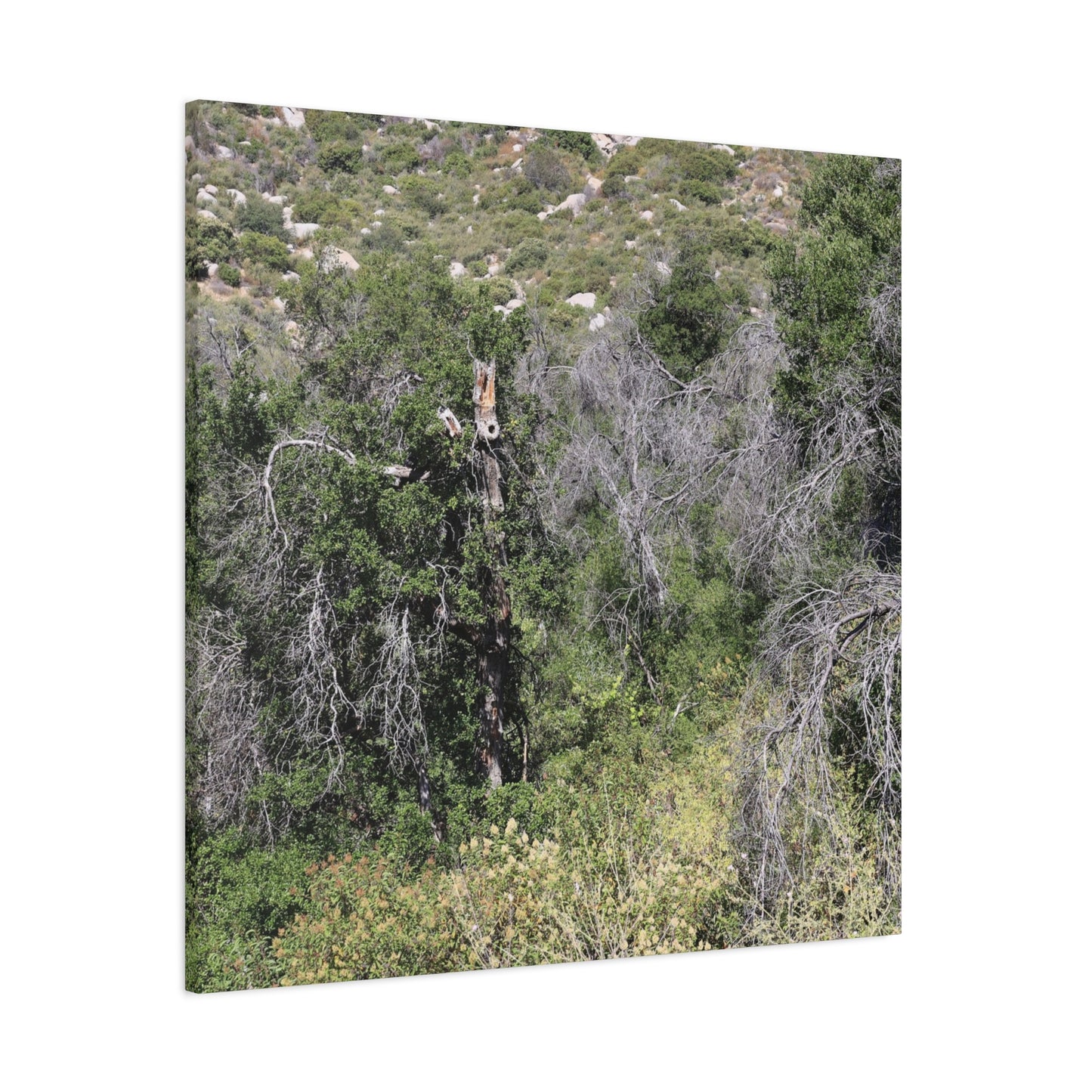 Drought-Stricken Forest - Unique Frameless Canvas Wall Art