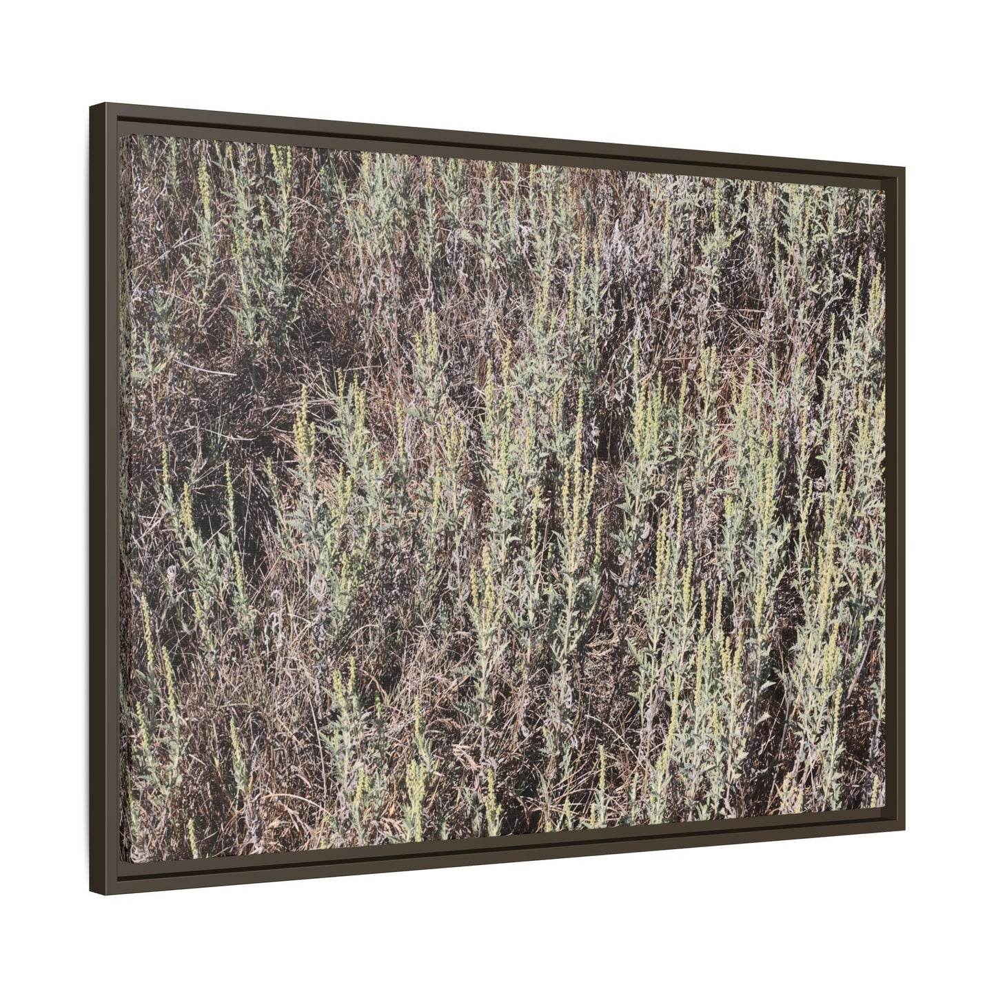 Sage Fields Forever - Unique Stretched Canvas Wall Art - Art By Earth