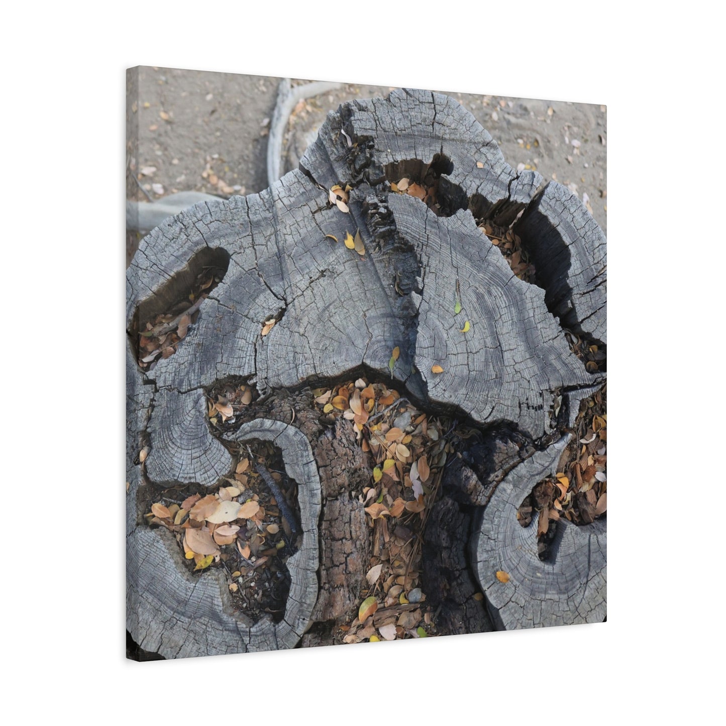 Weathered Woodland Whispers - Unique Frameless Canvas Wall Art - Art By Earth