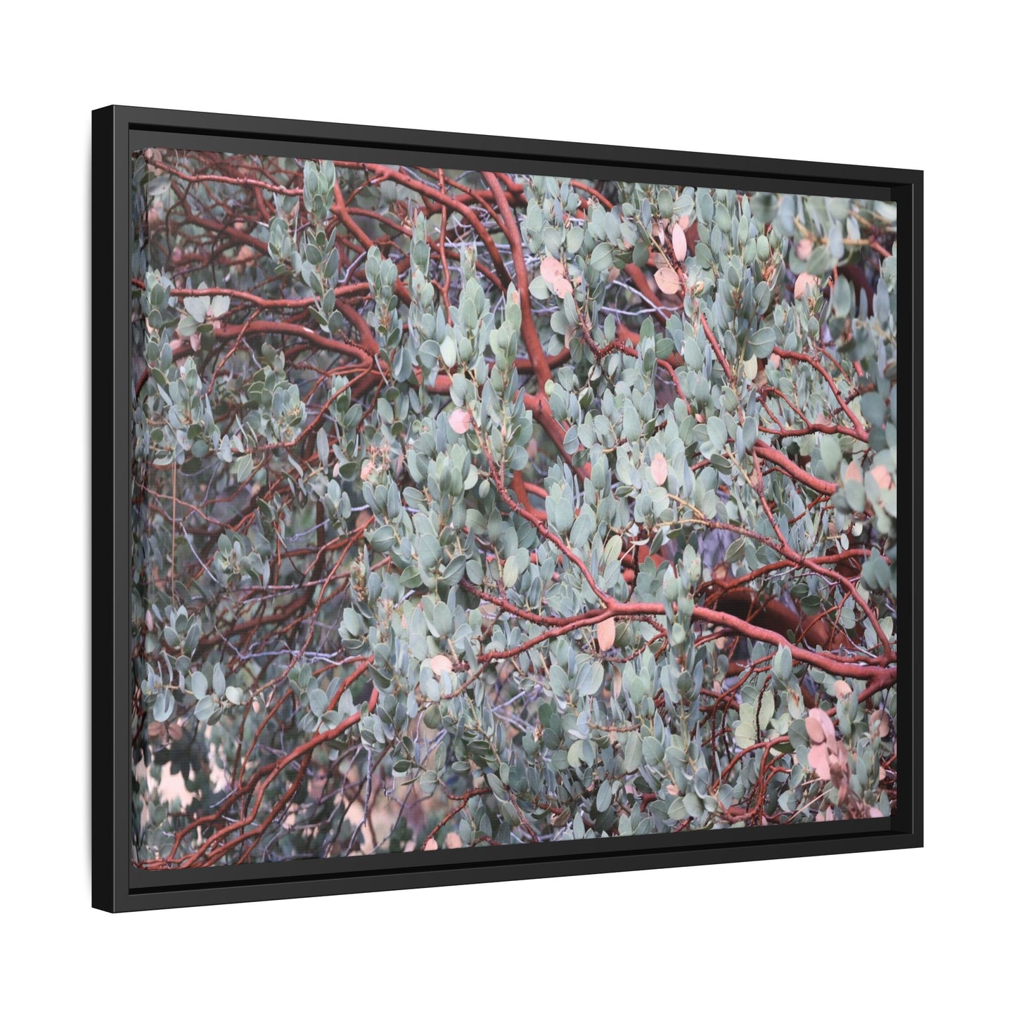 Whispers of Sage - Unique Stretched Canvas Wall Art - Art By Earth