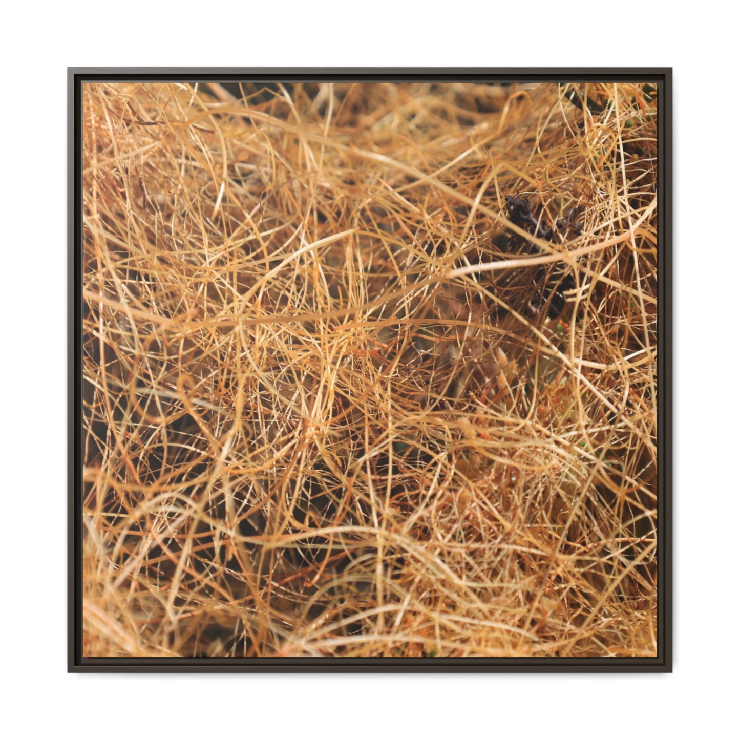 Dried Grass - Unique Stretched Canvas Wall Art - Art By Earth