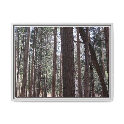 Forest Cathedral - Unique Stretched Canvas Wall Art - Art By Earth