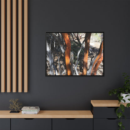 Eucalyptus Grove - Unique Stretched Canvas Wall Art