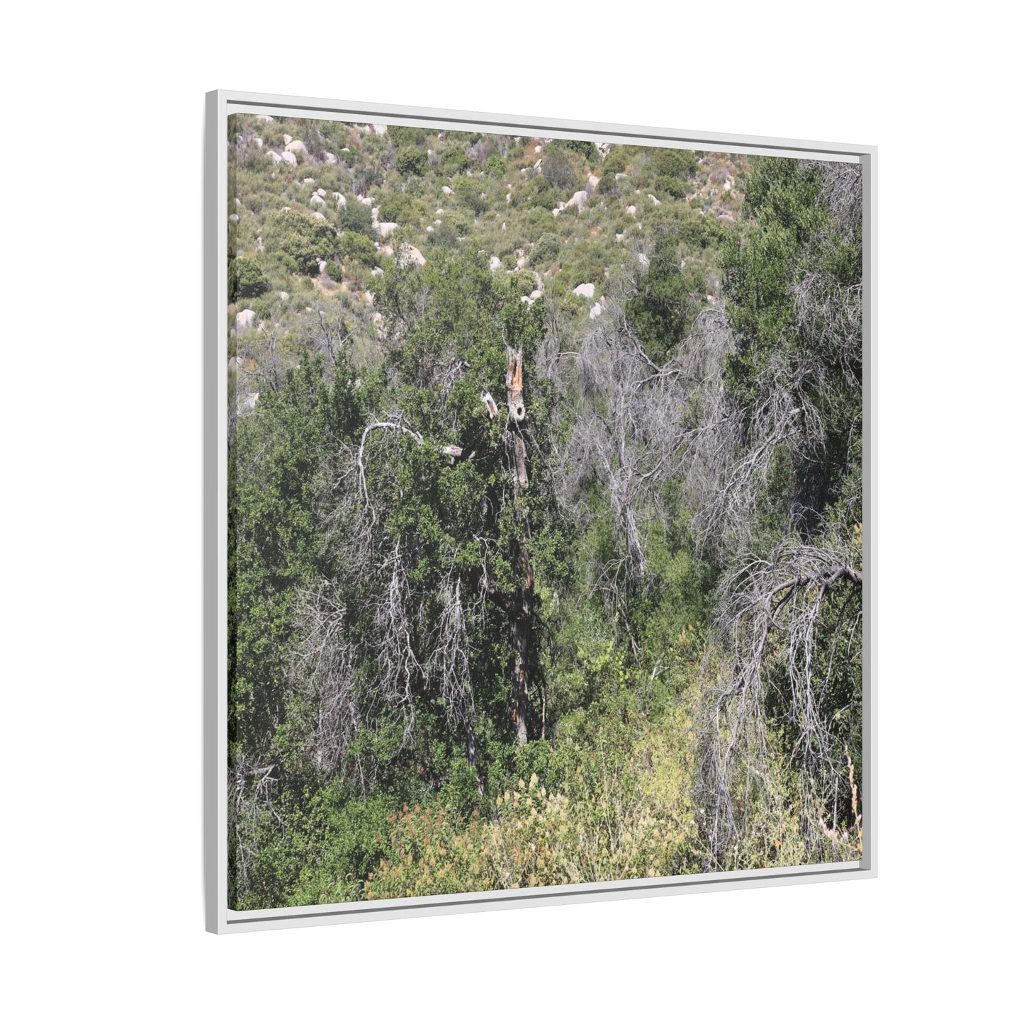 Forest Decline - Unique Stretched Canvas Wall Art