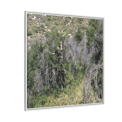 Forest Decline - Unique Stretched Canvas Wall Art
