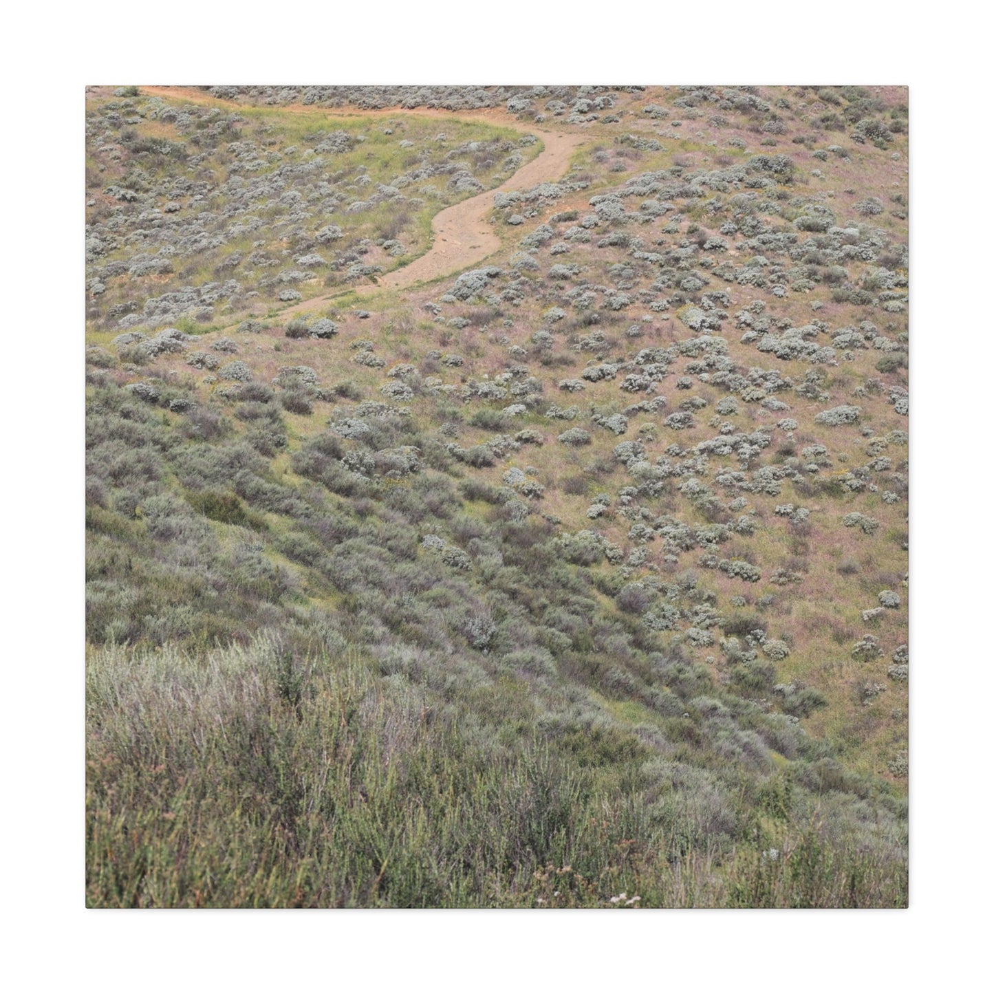 Desert Path Through Sagebrush - Unique Frameless Canvas Wall Art - Art By Earth