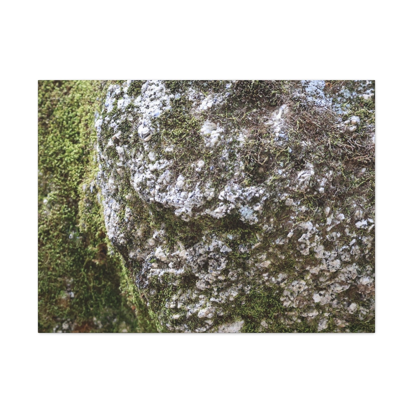 Moss and Stone Whispers - Unique Frameless Canvas Wall Art - Art By Earth