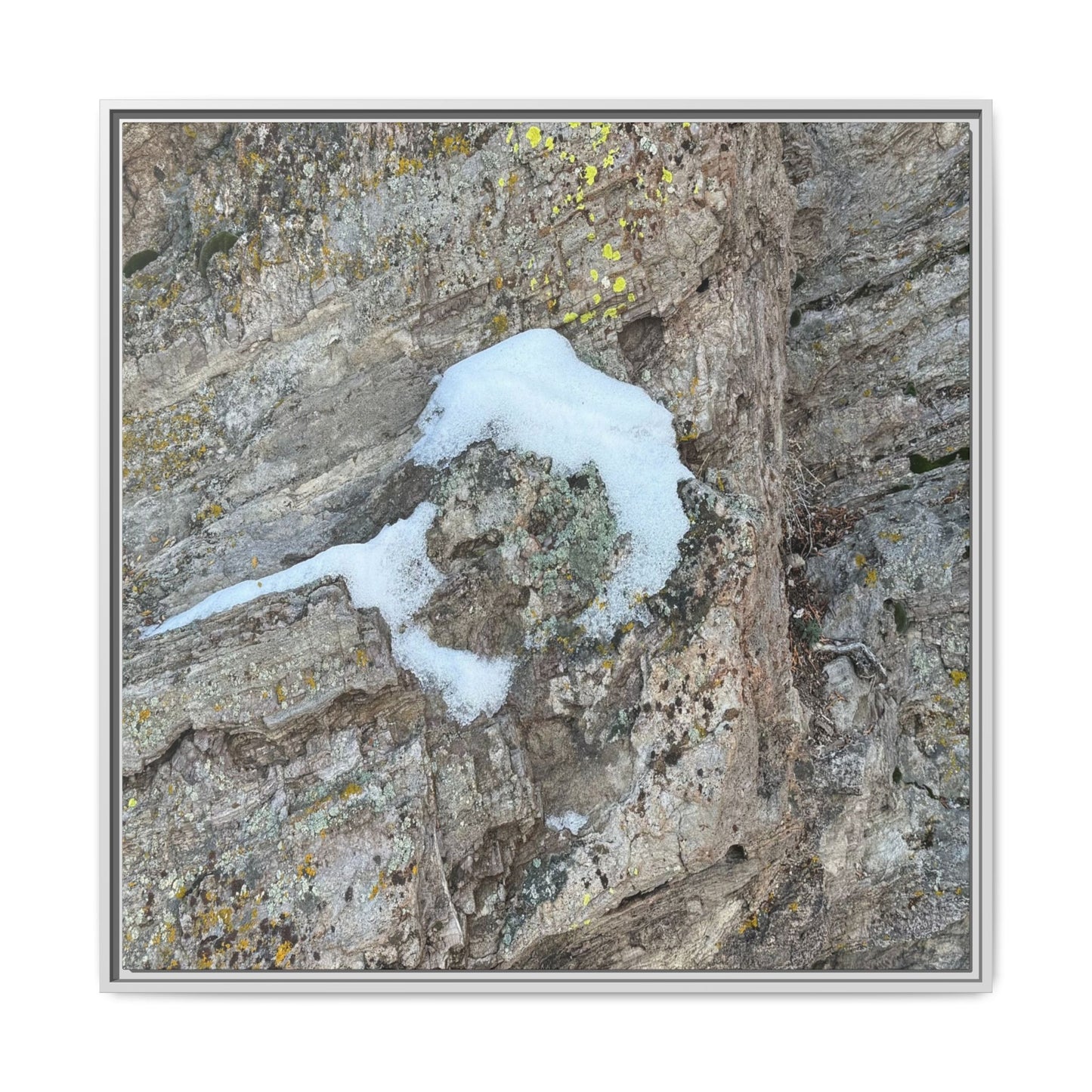 Lichen's Embrace - Unique Stretched Canvas Wall Art