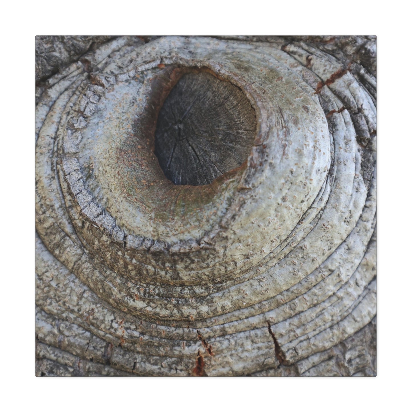 Bark's Eye - Unique Frameless Canvas Wall Art - Art By Earth
