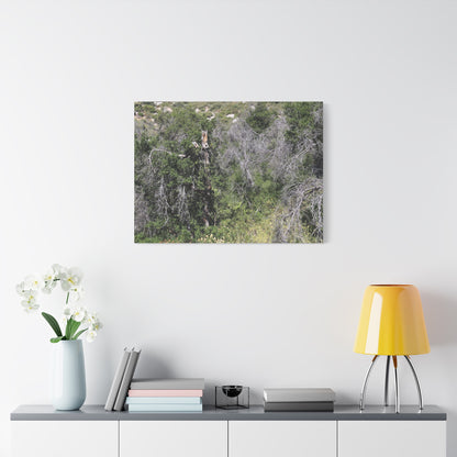 Drought-Stricken Forest - Unique Frameless Canvas Wall Art