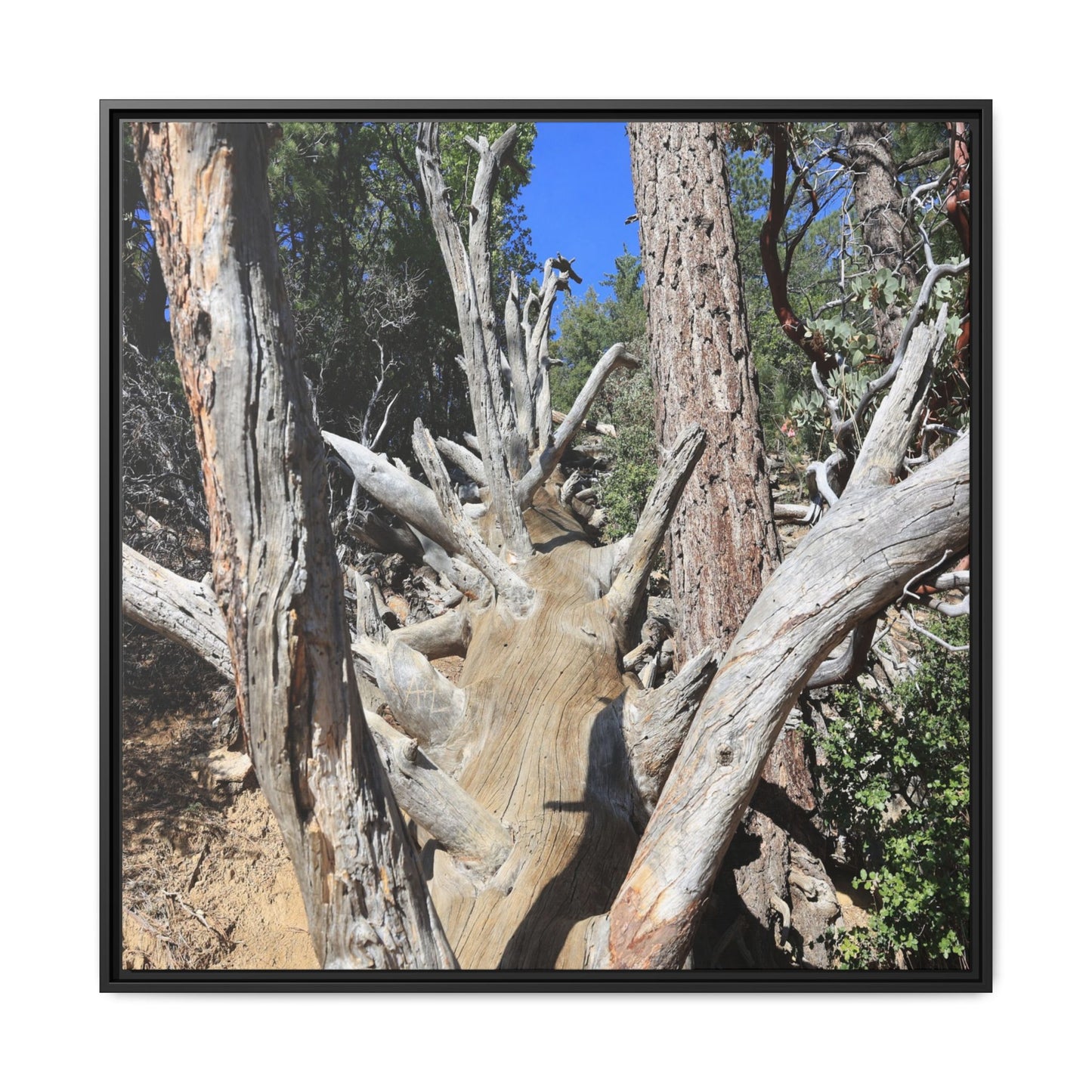 Forest Sentinels - Unique Stretched Canvas Wall Art
