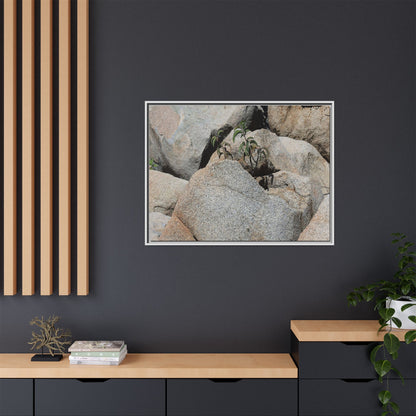 Desert Plant Thriving Among Rocks - Unique Stretched Canvas Wall Art