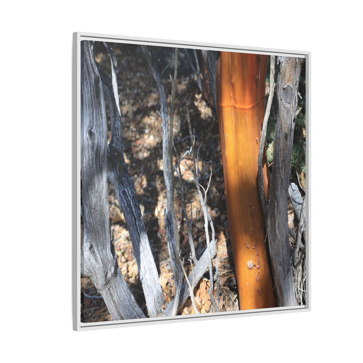 Burnt Trees and Golden Trunk - Unique Stretched Canvas Wall Art