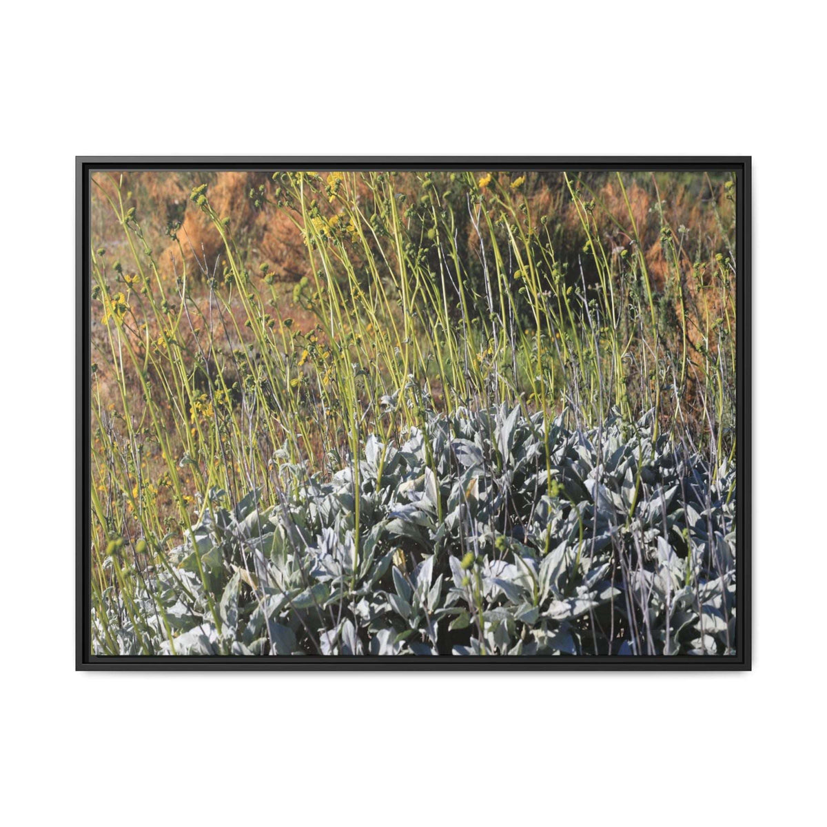 Arid Landscape with Yellow Flowers - Unique Stretched Canvas Wall Art - Art By Earth