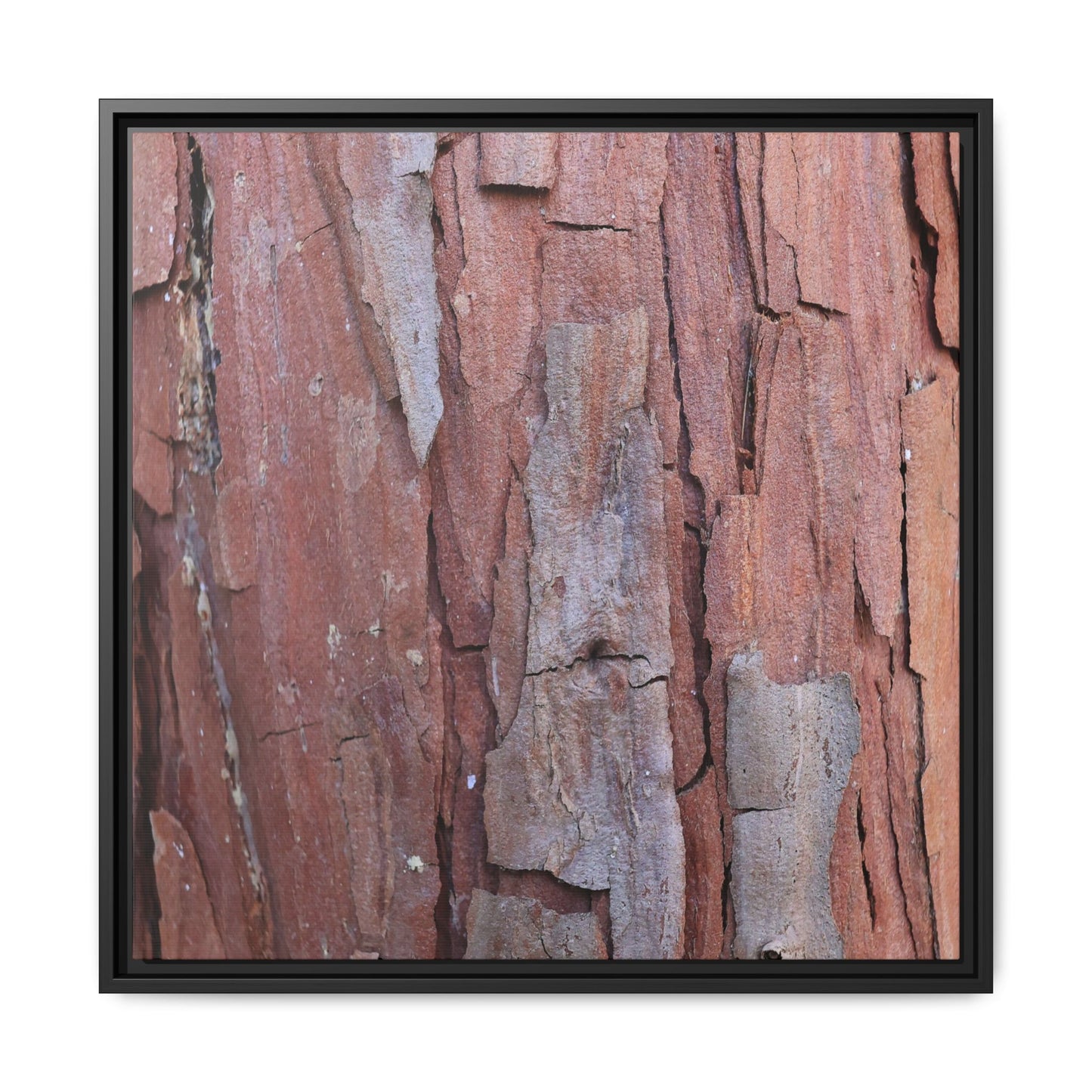 Peeling Bark - Unique Stretched Canvas Wall Art - Art By Earth