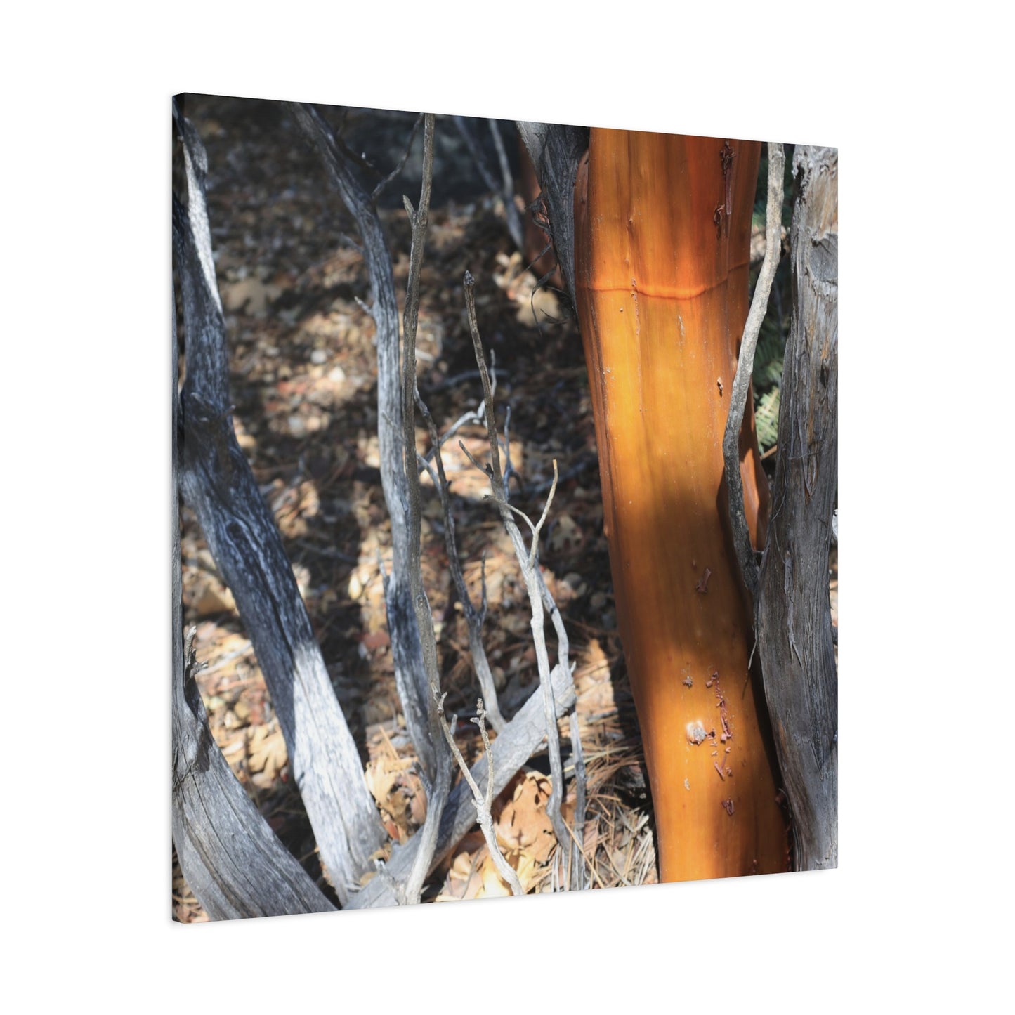 Burnt Forest Remnants - Unique Frameless Canvas Wall Art