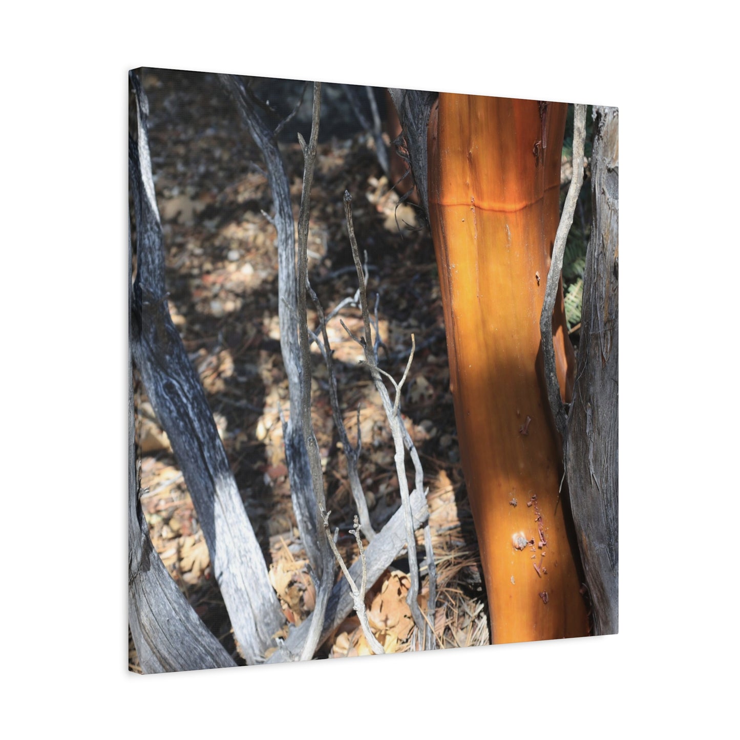 Burnt Forest Remnants - Unique Frameless Canvas Wall Art