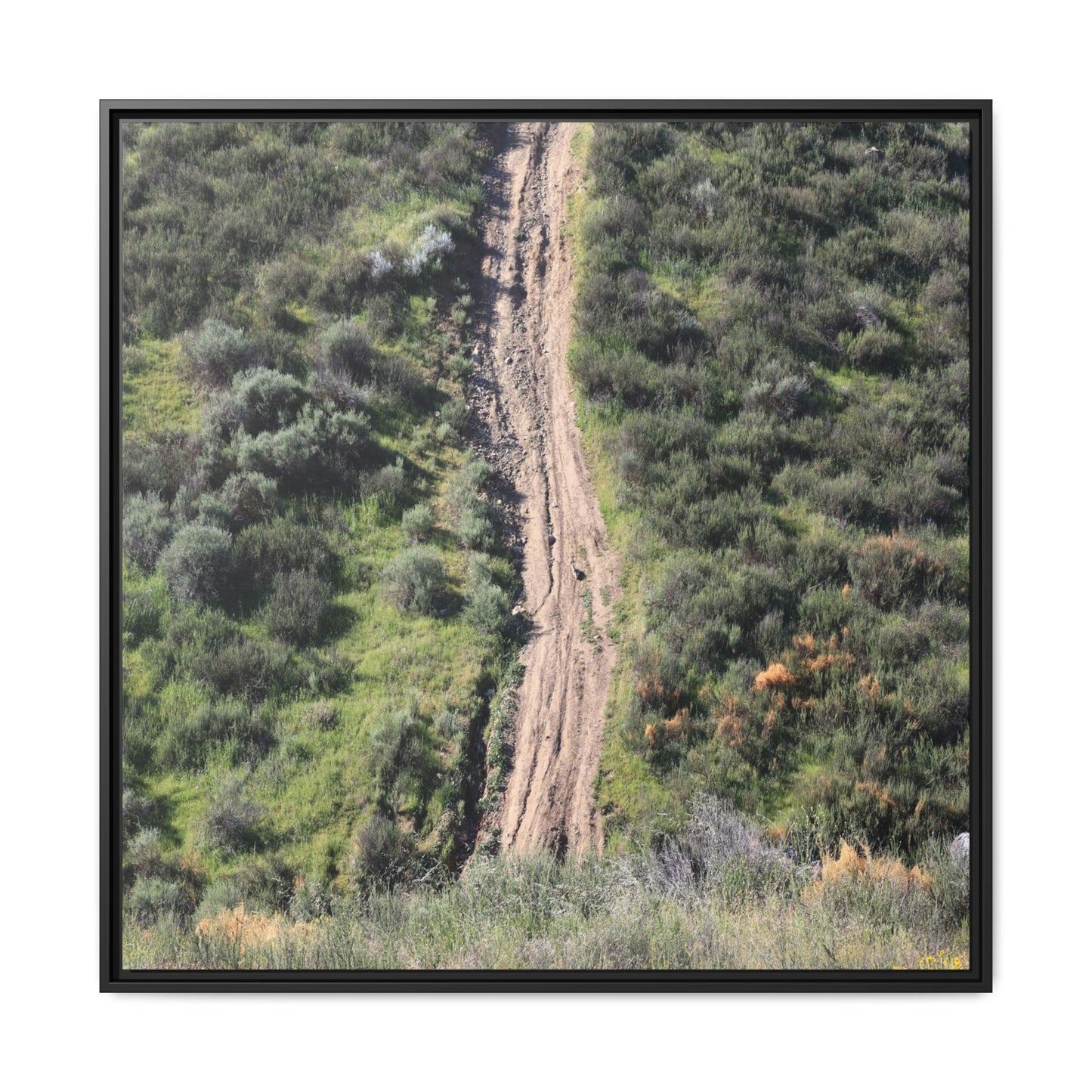Desert Path Through Sage - Unique Stretched Canvas Wall Art - Art By Earth