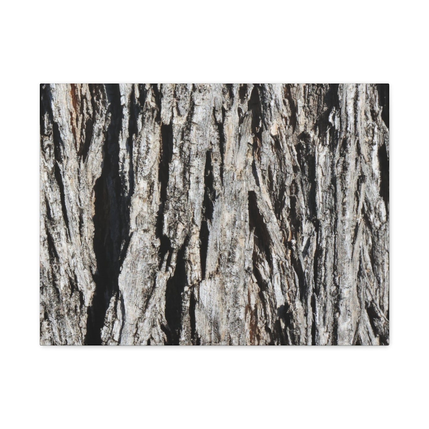 Bark Layers in Monochrome - Unique Frameless Canvas Wall Art - Art By Earth
