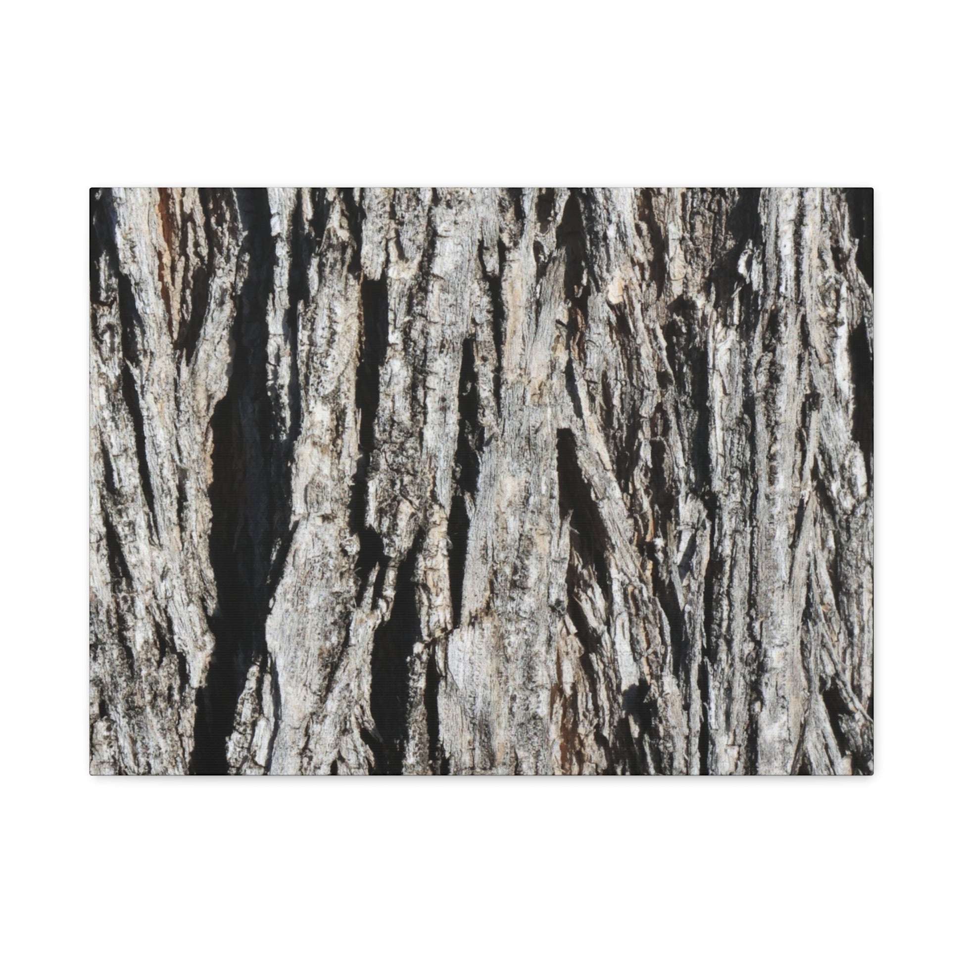Bark Layers in Monochrome - Unique Frameless Canvas Wall Art - Art By Earth