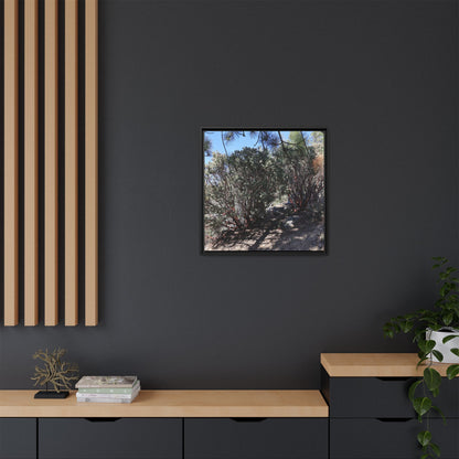 Desert Trail Through Blooming Manzanita - Unique Stretched Canvas Wall Art