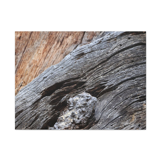 Tree Bark Texture - Unique Frameless Canvas Wall Art - Art By Earth