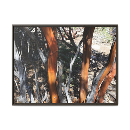 Eucalyptus Grove - Unique Stretched Canvas Wall Art