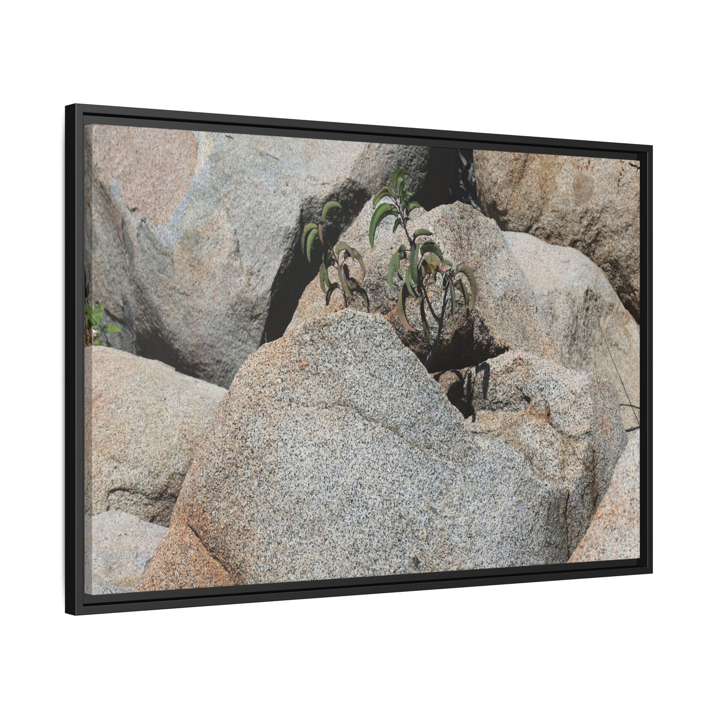 Desert Plant Thriving Among Rocks - Unique Stretched Canvas Wall Art